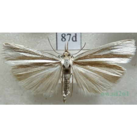 Crambus perlella (Scopoli, 1763) Wachlarzyk perłowy Czech87d